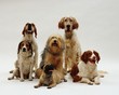 Beautiful shot of different dog breeds resting on a white surface with a white background