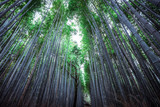 Fototapeta Na drzwi - Tranquility in the Bamboo Forest, Japan