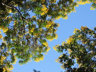 autumn leaves on blue sky