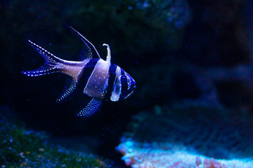 Exotic fish in aquarium in Langkawi island