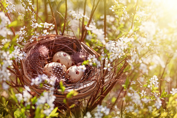 Congratulations on Easter. Bird's nest on a flowering tree. Happy easter!