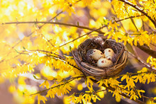 Congratulations On Easter. Bird's Nest On A Flowering Tree. Happy Easter!