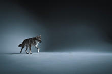 Wolf In Different Perspectives On Dark Blue Background