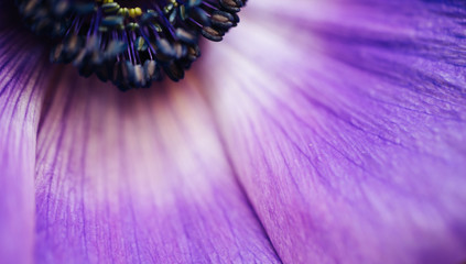 Wall Mural - closeup vintage image of beautiful purple flower. floristic decoration. floral abstact background. n