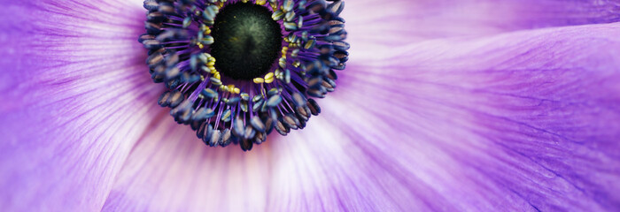 Wall Mural - closeup vintage image of beautiful purple flower. floristic decoration. floral abstact background. n