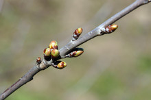 Branch Of Cherry Tree With Buds