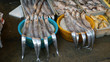 China fish market, fresh catch