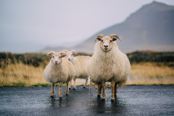 three icelandic goats stand on the road.