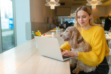 Blonde freelancer blogger in yellow sweatshirt usinglaptop in co working space and holding her old cocker spaniel dog on her knees.