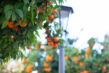 Wall Mural - Orange tree with ripe fruits. Tangerine. Branch of fresh ripe oranges with leaves in sun beams. Satsuma tree picture. Citrus