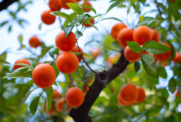 Wall Mural - Orange tree with ripe fruits. Tangerine. Branch of fresh ripe oranges with leaves in sun beams. Satsuma tree picture. Citrus