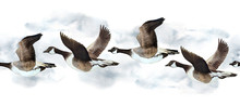 Watercolor Hand Drawn Seamless Border With Canada Goose Geese Flying In Sky Neutral Calm Soft Natural Colors Grey Brown Ochre White Endangered Species For Nature Lovers Birds Animals In Wood Forest