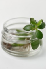 Wall Mural - Homemade Succulent Plant. Crassula. Young plant gives roots in a transparent jar of water