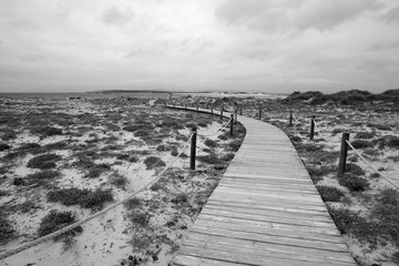 Canvas Print - Trail made of wooden planks in the dunes at 