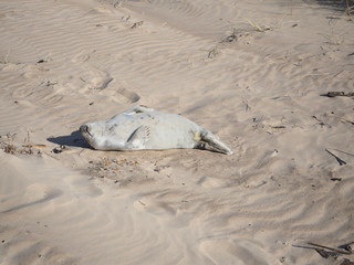 Wall Mural - The seal baby is sunbathing on the beach