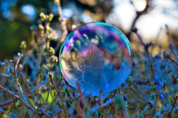 frozen bubble