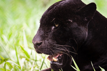 Wall Mural - Black Jaguar / Black Panther / Pantera Negra / Onça Pintada (Panthera onca)