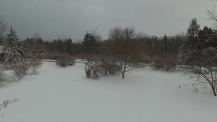 Wall Mural - Aerial view of forest in winter