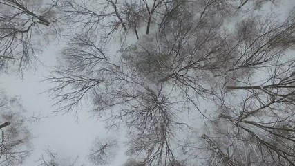 Wall Mural - Aerial view of forest in winter