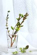 bouquet of twigs in glass vase on white background