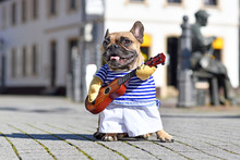 Funny French Bulldog Dog Dressed Up As Street Perfomer Musician Wearing A Costume With Striped Shirt And Fake Arms Holding A Toy Guitar Standing In City On Sunny Day
