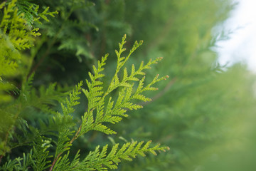 closeup of cypress tree branch in the hedge in the garden