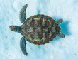 Green sea turtle swimming above white sandy ocean floor