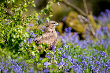 Aufkleber - A buzzard on the ground after a dive for prey and on the look out. It is surrounded by bluebells