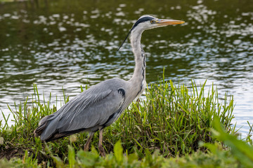 Poster - A profile portrait of a grey heron, Ardea cinerea, as it stands next to the water
