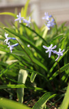 Fototapeta Tęcza - Hyacinth or hyacinthus spring flowers.