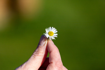 Blooming daisy plant holding between two fingers of a woman in the sun