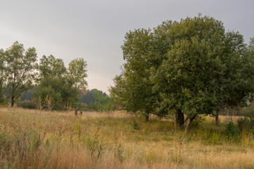 Meadow in the early autumn. Dry plants around. Green trees far away. Morning