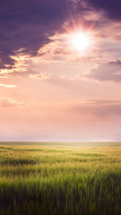 Wall Mural - Rural landscape: wheat field with beautiful sky during sunset, Vertical format_