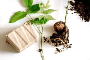 Frame with garden tools and pepper seedlings.Walnut, roots and stalk on a white background. soil and paper cups for planting.Spring summer season.