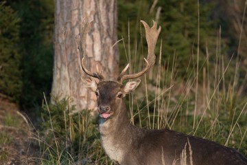 Wall Mural - deer in forest