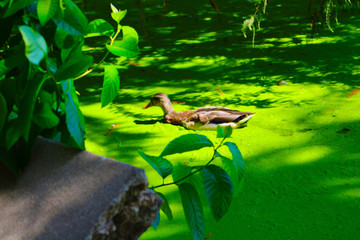 a single duck swimming in a lush green water of the lagoon surrounded by lush green leaves at the LA Arboretum in Arcadia California USA