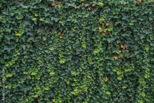 green ivy wall close up in natural light