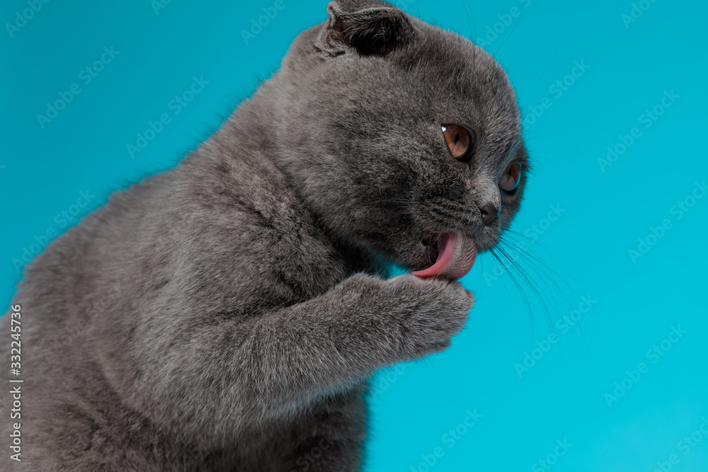 adorable scotish fold kitty licking paws and looking to side - obrazy, fototapety, plakaty 