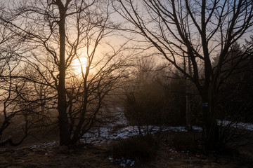 beautifully shining sun with tree backgroun in the forest