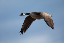 Canada Goose Flying, Seen In The Wild Near The San Francisco Bay