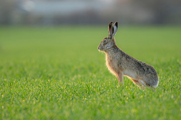 Wall Mural - Wild European Hare ( Lepus Europaeus ) Close-Up On Green Background