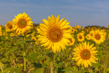 Sunflower field and cloudy blue sky. Sunrise over the field of sunflowers, selective focus