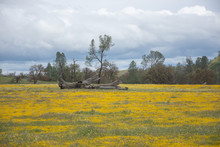 A Log In A Field Of Yellow