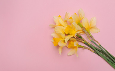 Narcissus on pink background.