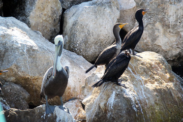 Pelicano y gaviotas negras en las rocas