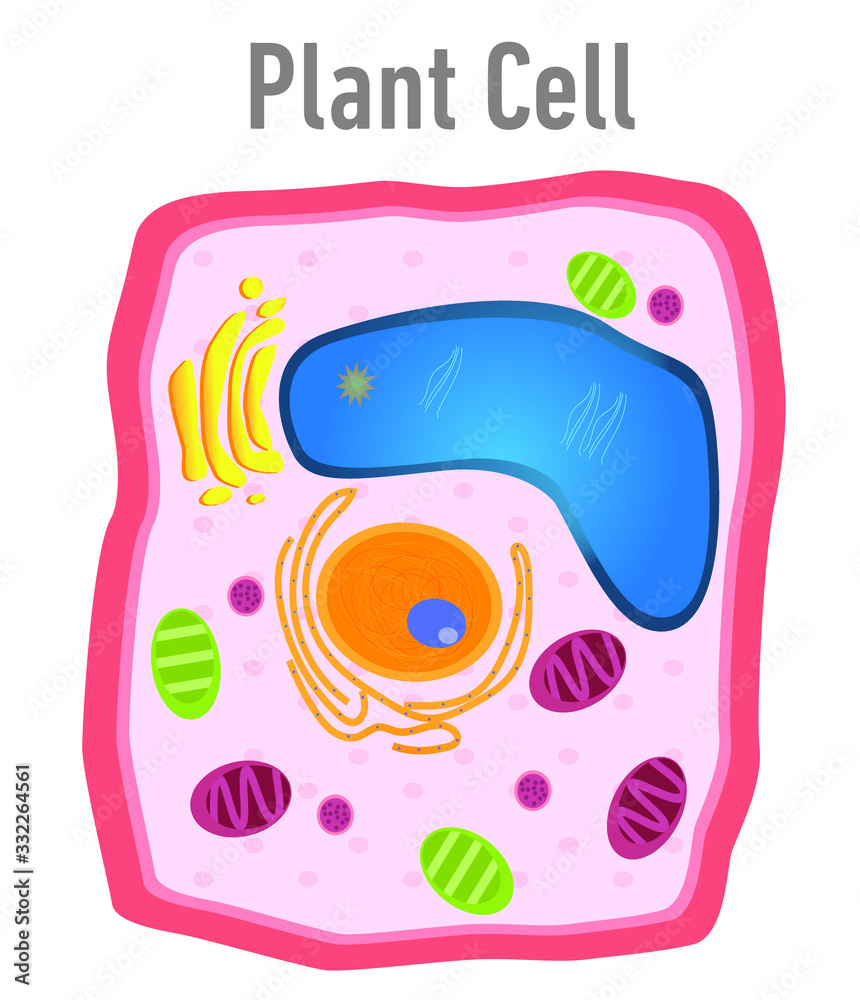 Diagram of plant cell illustration Stock Vector | Adobe Stock