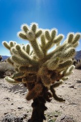 Photographs of Cholla Cactus in Joshua Tree National Park