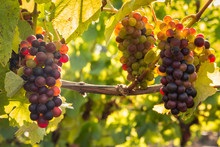 Bunches Of Backlit Pinot Noir Grapes Ripening In Organic Vineyard
