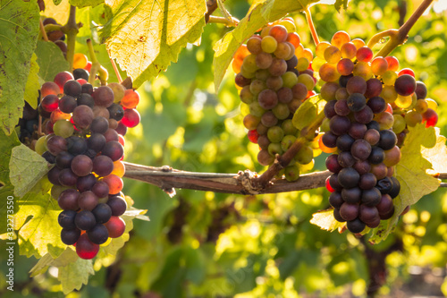 Fotomural bunches of backlit Pinot Noir grapes ripening in organic vineyard