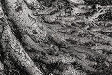 Monochrome Gray Decor Base Gray Tree Root Banyan Pattern Flora